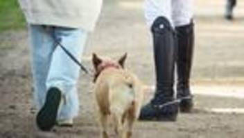 Senat: Zweitwohnungs- und Hundesteuer sollen in Hamburg steigen