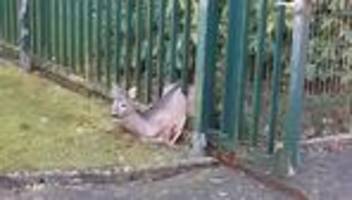 tiere: rehkitz aus zaun befreit