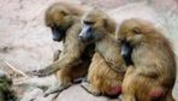 zootiere: pavian-nachwuchs in nürnberg - tötung weiter eine option