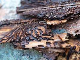 methode gegen schädling entdeckt: pilz kann borkenkäfer erfolgreich infizieren und töten