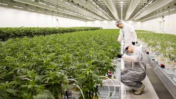 Cannabis in Hamburg: Stadt weiß nicht genau, wer wie viel anbaut