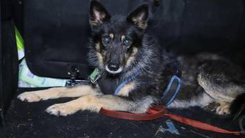 hündin amy legt a23 stundenlang in beide fahrtrichtungen lahm