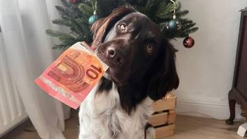 hundesteuer, kulturtaxe, zweitwohnungen: so will hamburg finanzlöcher stopfen