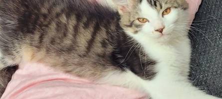 Eine Fellnase adoptieren? Diese Katzen suchen in Schwabmünchen nach einem neuen Zuhause