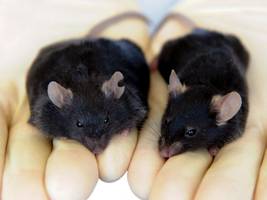 sachbuch über fettfeindlichkeit: es geht schon in der schule los