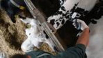 Krankheitsbilanz: Ministerium rät zu Impfungen gegen Blauzungenkrankheit