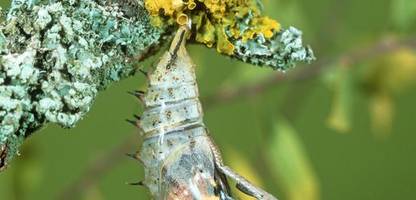Buch über Metamorphose: Wie aus Brei ein Schmetterling wird