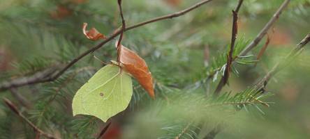 Was machen die Schmetterlinge im Winter? Mit einem Experten auf Spurensuche