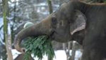 Zoo Berlin: Unverkaufte Weihnachtsbäume werden Zootier-Futter