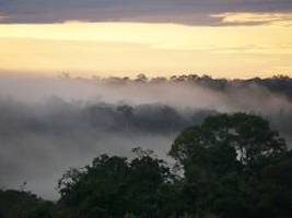 baumsterben durch hypertropen: menschheit schafft szenario wie seit millionen von jahren nicht