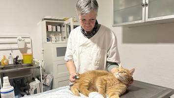 der ganz normale wahnsinn in einer tierarztpraxis – ein ortsbesuch