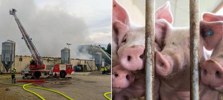 Tierschutz in Flammen: Warum jährlich zehntausende Tiere in Ställen verbrennen