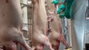 Agrarministerin: Staudte: Videoüberwachung in Schlachthöfen greift zu kurz