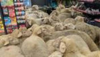 Tiere auf Abwegen: Ein Supermarkt voller Schafe