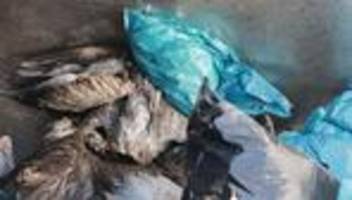 Vogelschutz: Kranich-Population nach Vogelgrippe nicht gefährdet