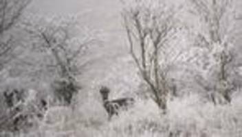 Wildtiere: Rettungsaktion für ein Reh