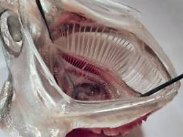 einbau in waschmaschinen: filter nach fischmaul-vorbild entfernt großteil an mikroplastik