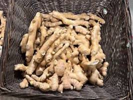 Schön scharf: Ingwer schafft es zur Arzneipflanze des Jahres