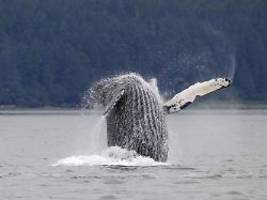 trotz erholung der bestände: historische jagd quält buckelwale noch heute