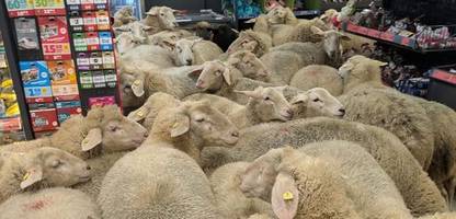 Bayern: 50 Schafe stürmen Penny-Markt