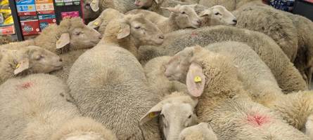 50 Schafe stürmen Supermarkt in Franken