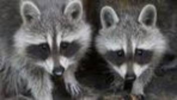 Invasive Art: Waschbär-Jagd in Hessen: Mehr als 41.000 Tiere erlegt