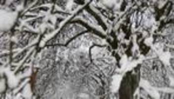 Neuschnee und Wind: Weitere Friedhöfe in Hamburg schließen wetterbedingt