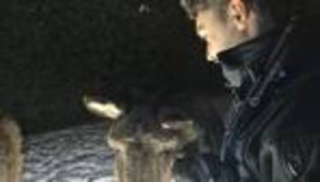 polizei und tiere: drei esel allein auf der landstraße unterwegs