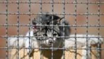 Sachsen: Zwei Millionen Euro für den Tierschutz