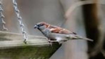 Stunde der Wintervögel: Nabu ruft bei Frost und Schnee zur Vogelzählung auf