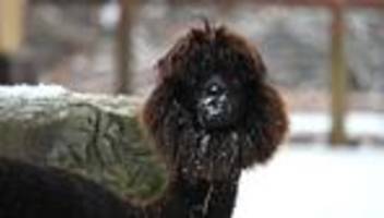 Tier und Kälte: Wie Tiere im Frankfurter Zoo den Winter meistern