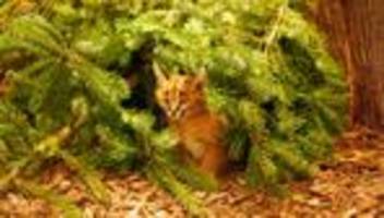 Tiere: Karakale im Zoo Dresden bekommen Nachwuchs