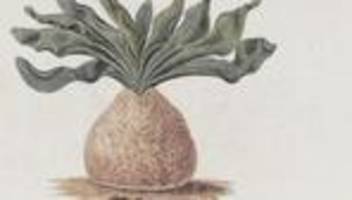 entdeckung in südafrika: menschen jagten schon vor 60.000 jahren mit giftpfeilen