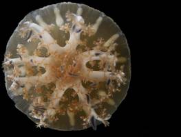 biologie: wovon träumt die qualle?