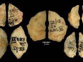 menschheitsgeschichte: steinzeitmenschen verschossen bereits giftpfeile