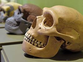 menschheitsgeschichte: wer war der letzte gemeinsame vorfahr von homo sapiens und neandertalern?