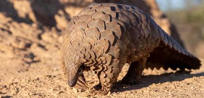 organisation »fauna & flora«: diese tiere sind 2026 besonders schützenswert