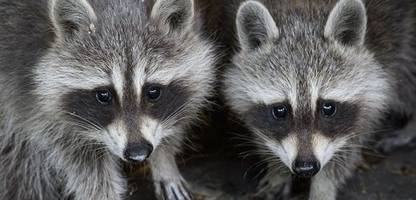 Schonzeit für Waschbären soll in Hessen bald abgeschafft werden