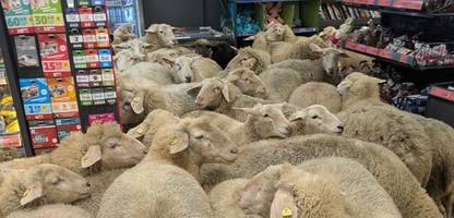 penny: schafe stürmen discounter – das sagt der marktleiter