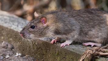Ratten in Hamburg: In diesen Bezirken gab es 2025 die meisten Nager