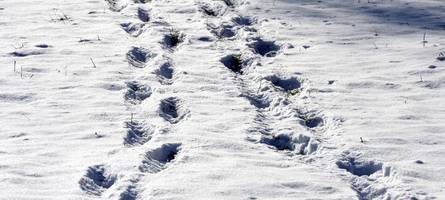 spuren nicht verwischt: diebe verraten sich durch spuren im schnee