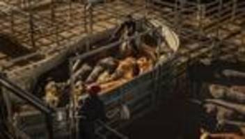 bauernproteste : die angst der bauern vor mercosur