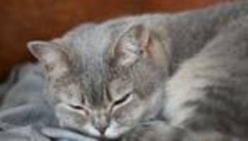 Gerichtsbeschluss: Nach Videos auf TikTok - Halter muss Katzen abgeben