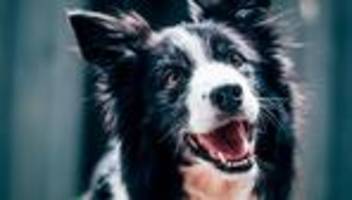 lernfähigkeit bei hunden: ihr hund versteht sie vielleicht besser, als sie glauben