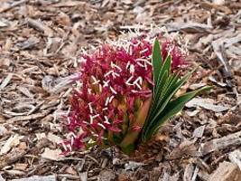 mit abstand ältester beleg: giftpfeile kamen schon vor 60.000 jahren zum einsatz