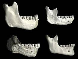 Schnittstelle zum Neandertaler: Viel älter als bisher bekannt: Ahne des Homo sapiens entdeckt