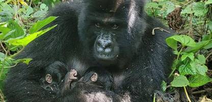 demokratische republik kongo: seltene geburt bei berggorillas im virunga-nationalpark