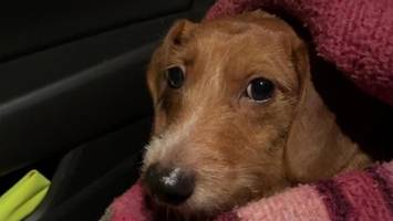 verängstigt und frierend im schnee: polizei rettet kleinen ausreißer