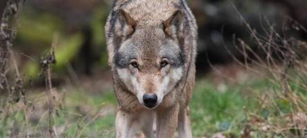 rinderkalb im landkreis von wolf gerissen? jetzt herrscht klarheit