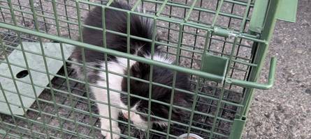 tagelang ohne wasser und essen durch europa gereist: zoll rettet kätzchen aus lkw auf der a3